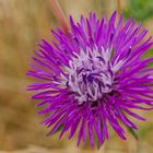 Wiesenblume