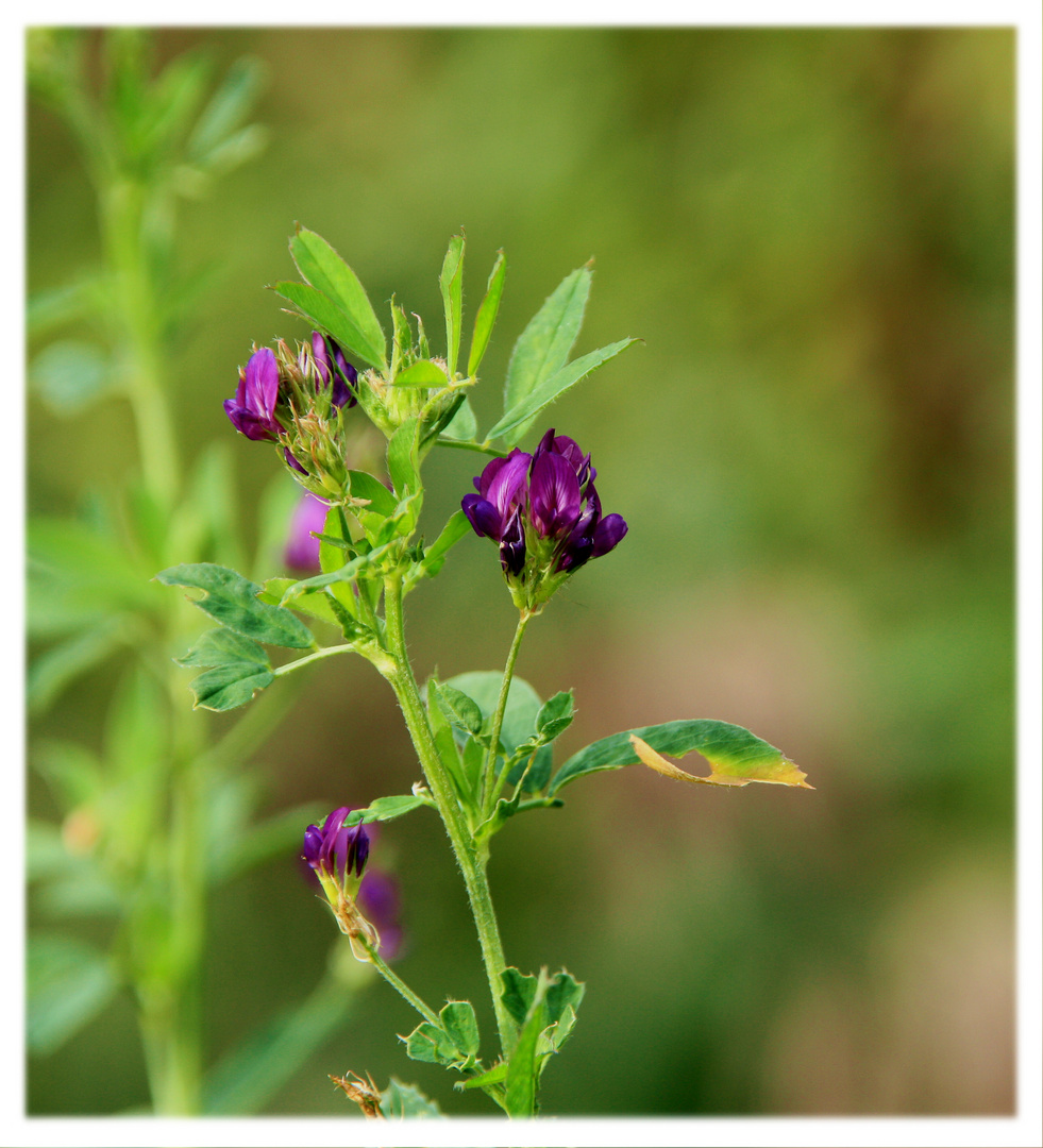 Wiesenblume