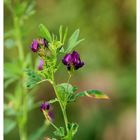 Wiesenblume