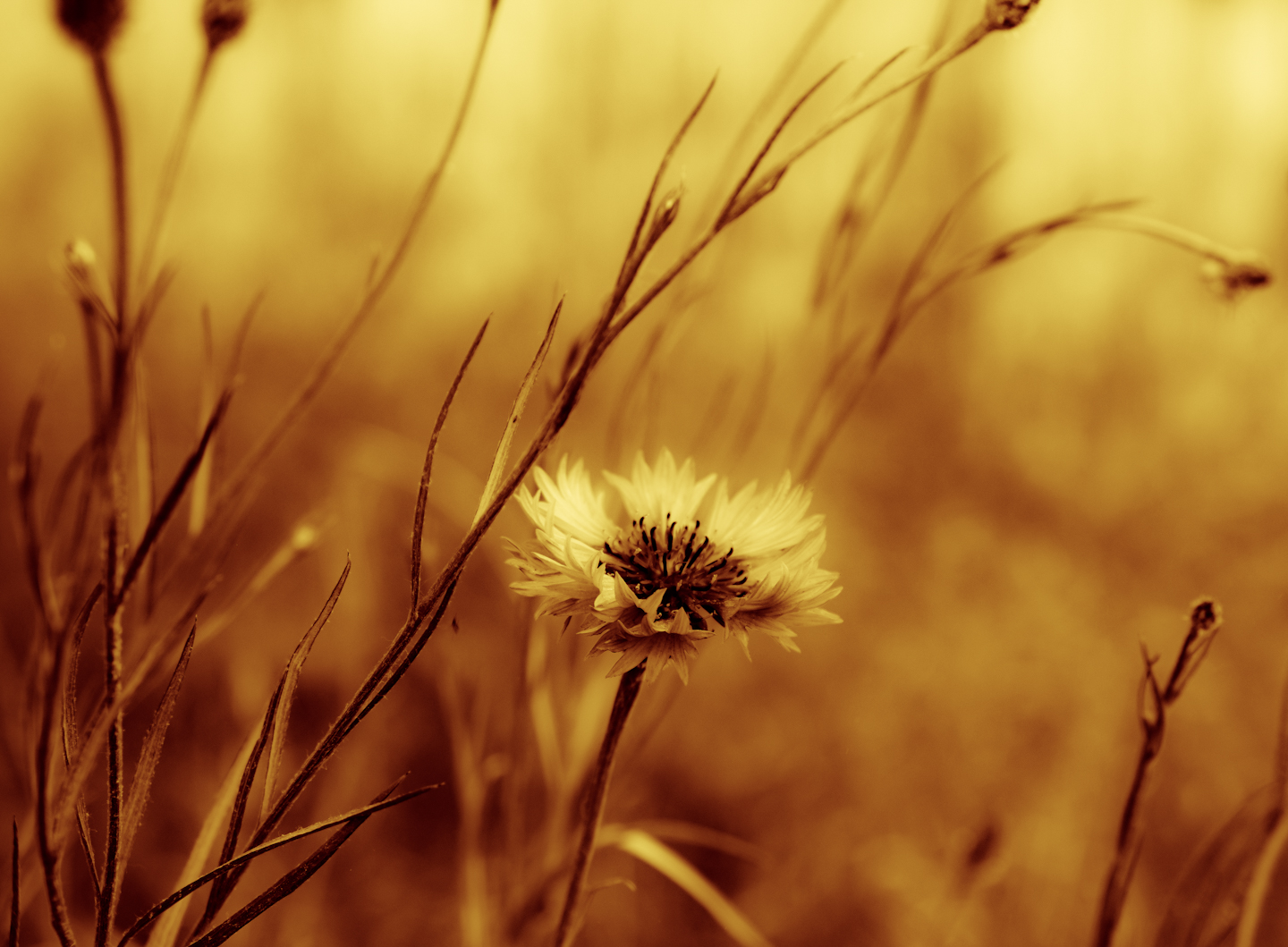 Wiesenblume