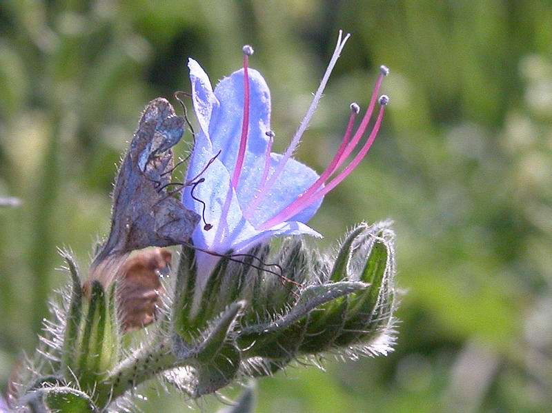 Wiesenblume