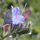 Wiesenblume