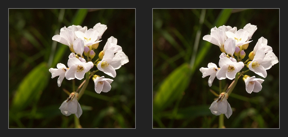 Wiesenblume