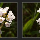 Wiesenblume