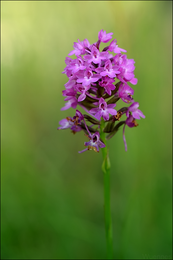 Wiesenblume