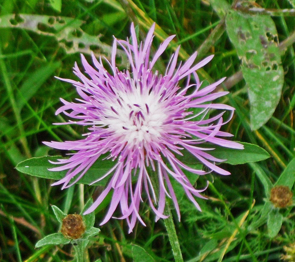 Wiesenblume