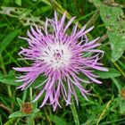 Wiesenblume