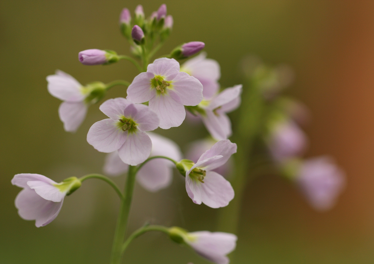 Wiesenblume ( Cardamine pratensis)