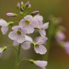 Wiesenblume ( Cardamine pratensis)