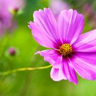 Wiesenblume - Cosmea