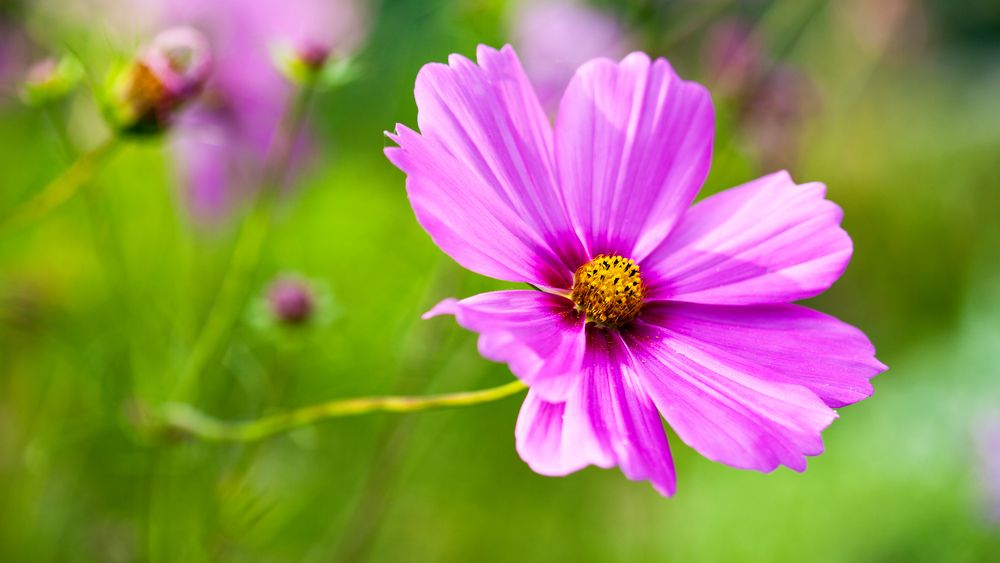 Wiesenblume - Cosmea