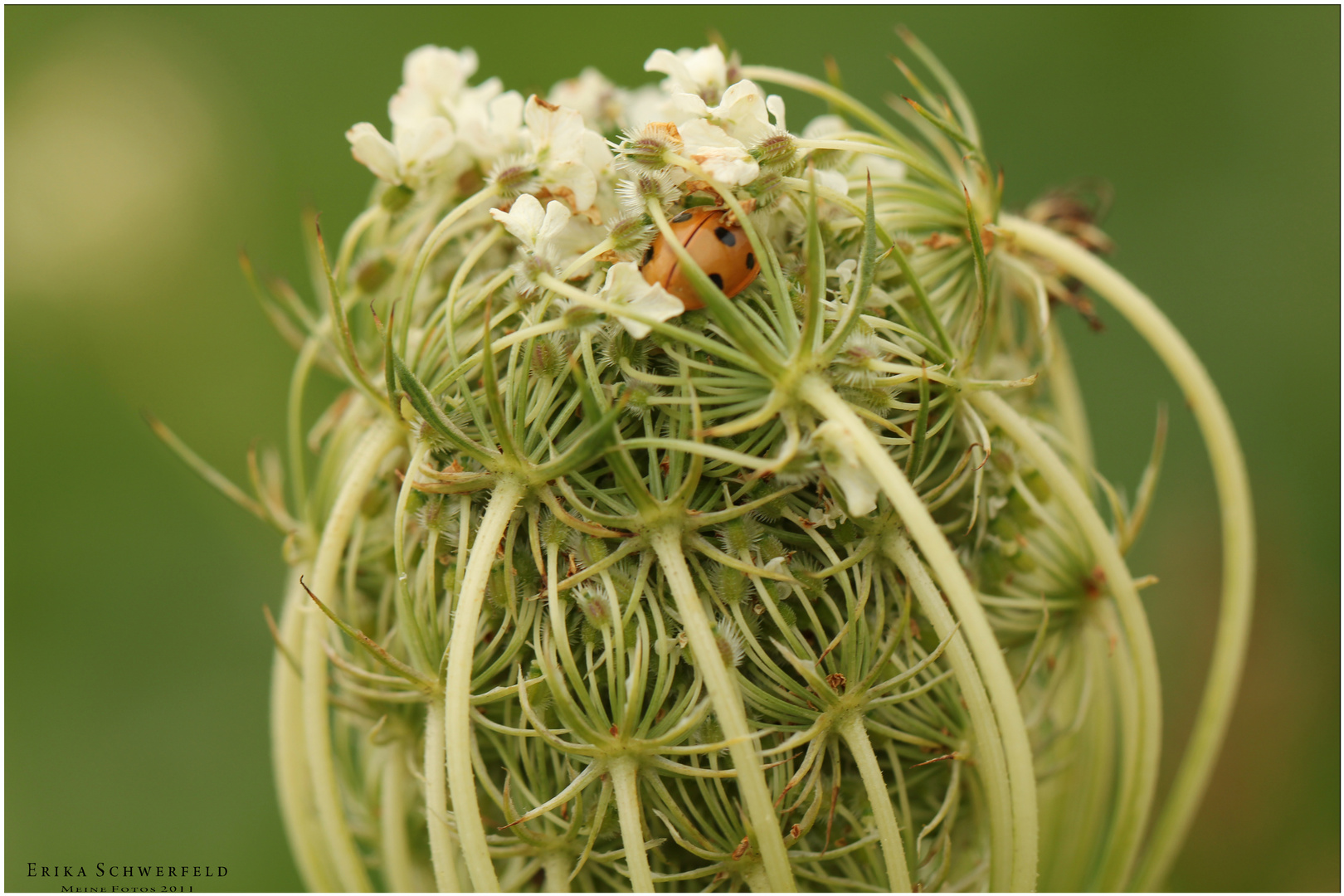 Wiesenblume