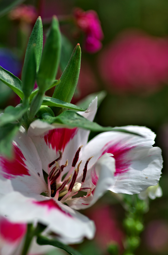 Wiesenblume