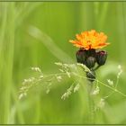 Wiesenblume