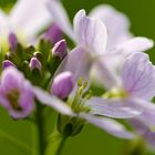 Wiesenblume