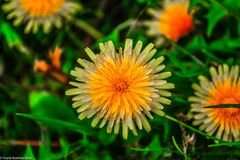 Wiesenblume