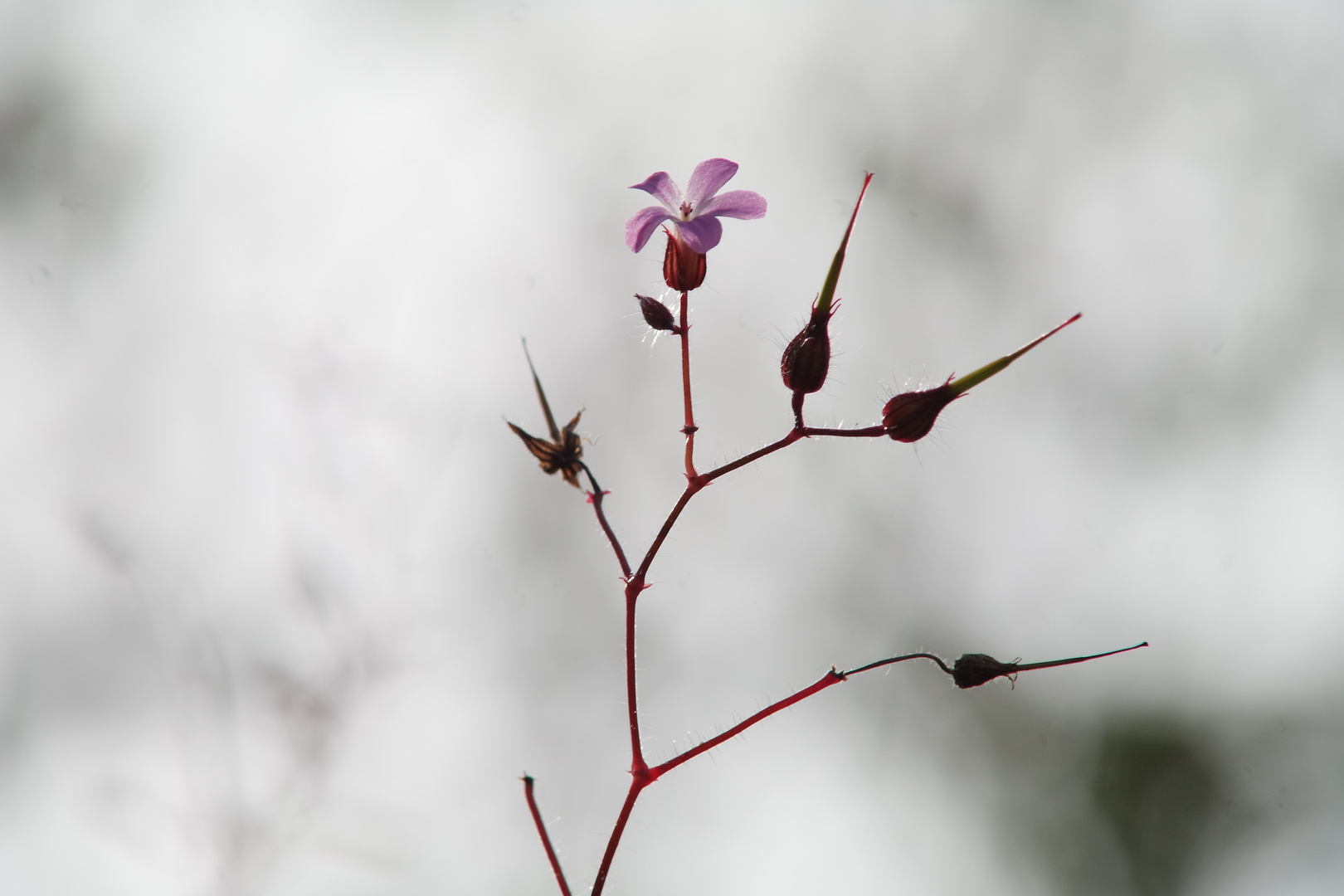 Wiesenblume I