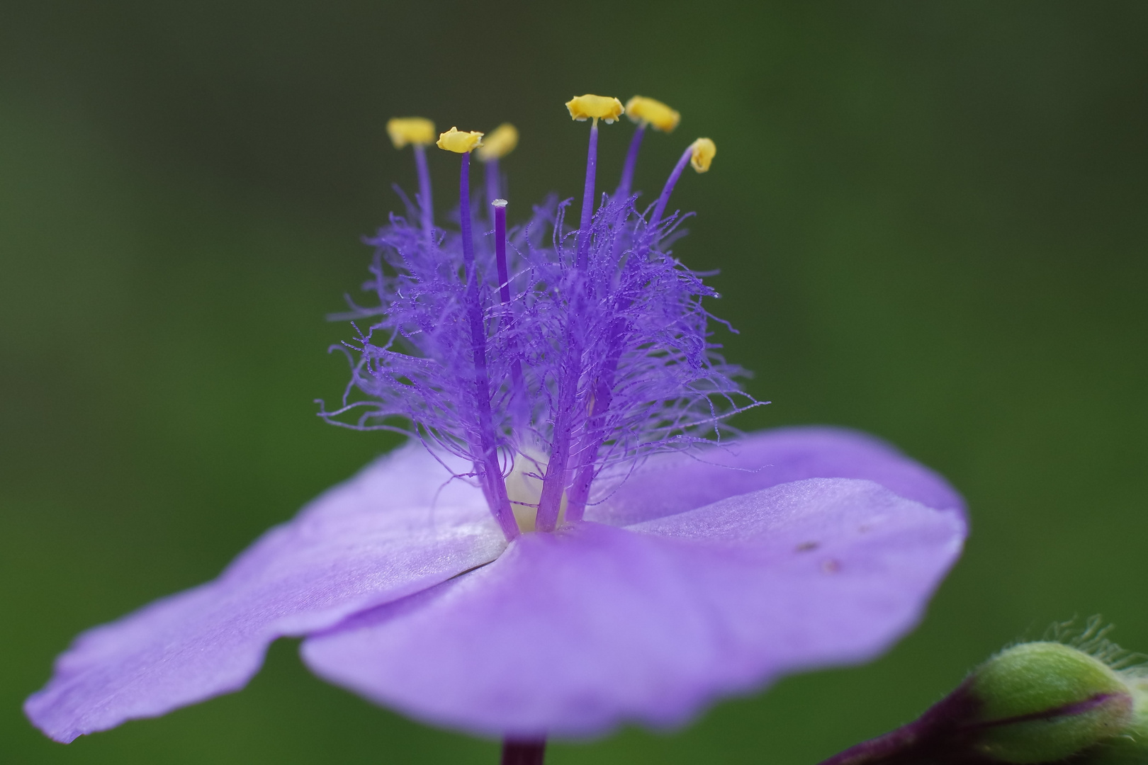 Wiesenblume II