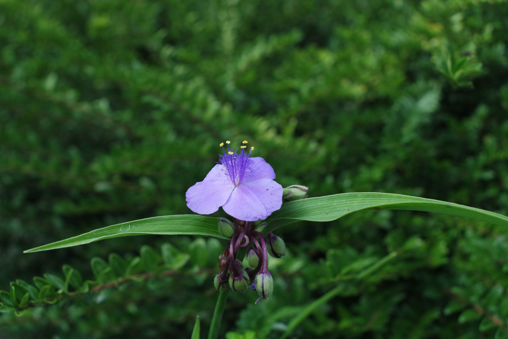 Wiesenblume III