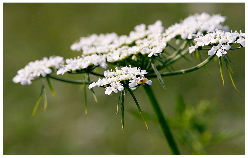 Wiesenblume im Abendlicht