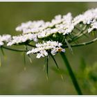 Wiesenblume im Abendlicht