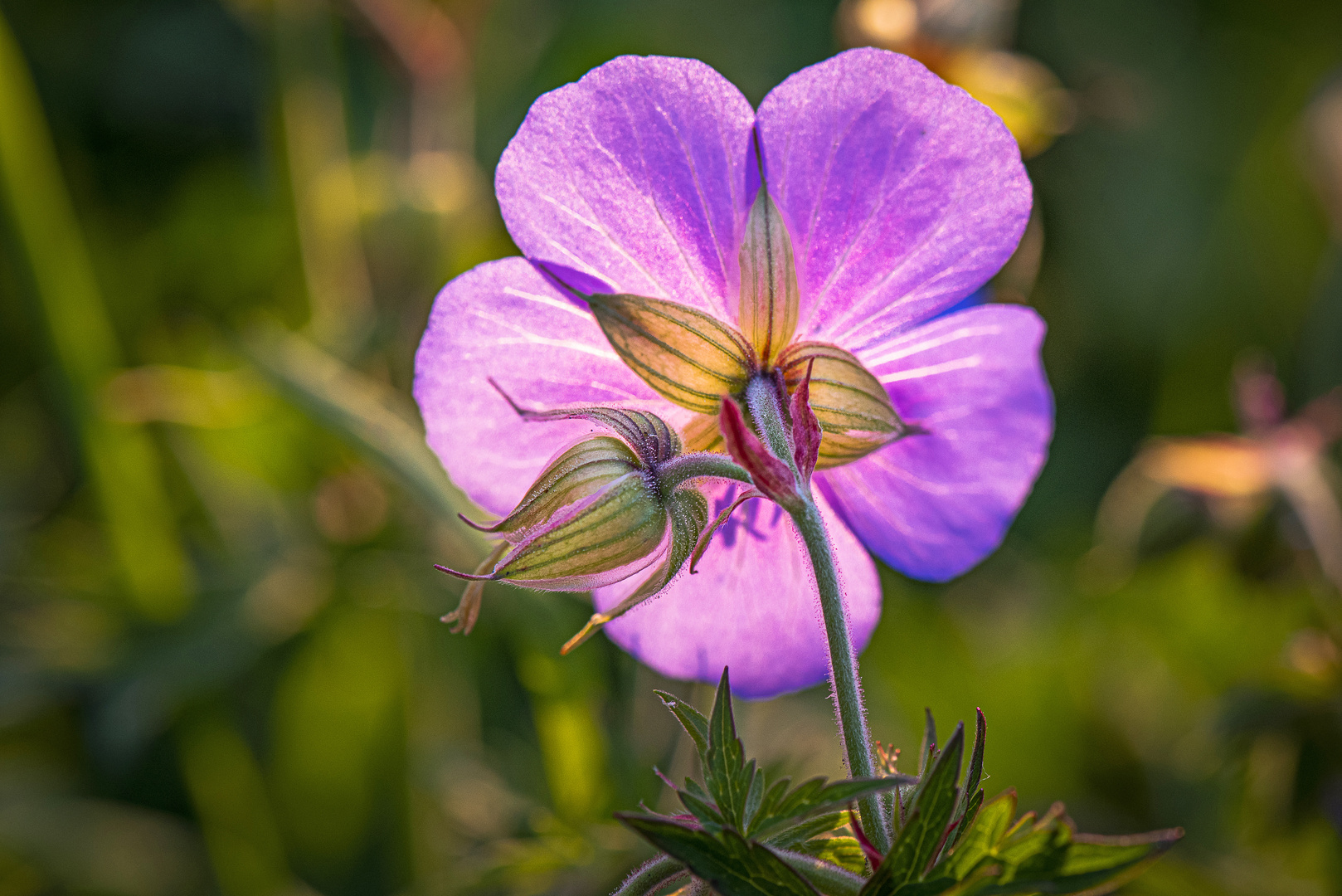 Wiesenblume  im Abendlicht