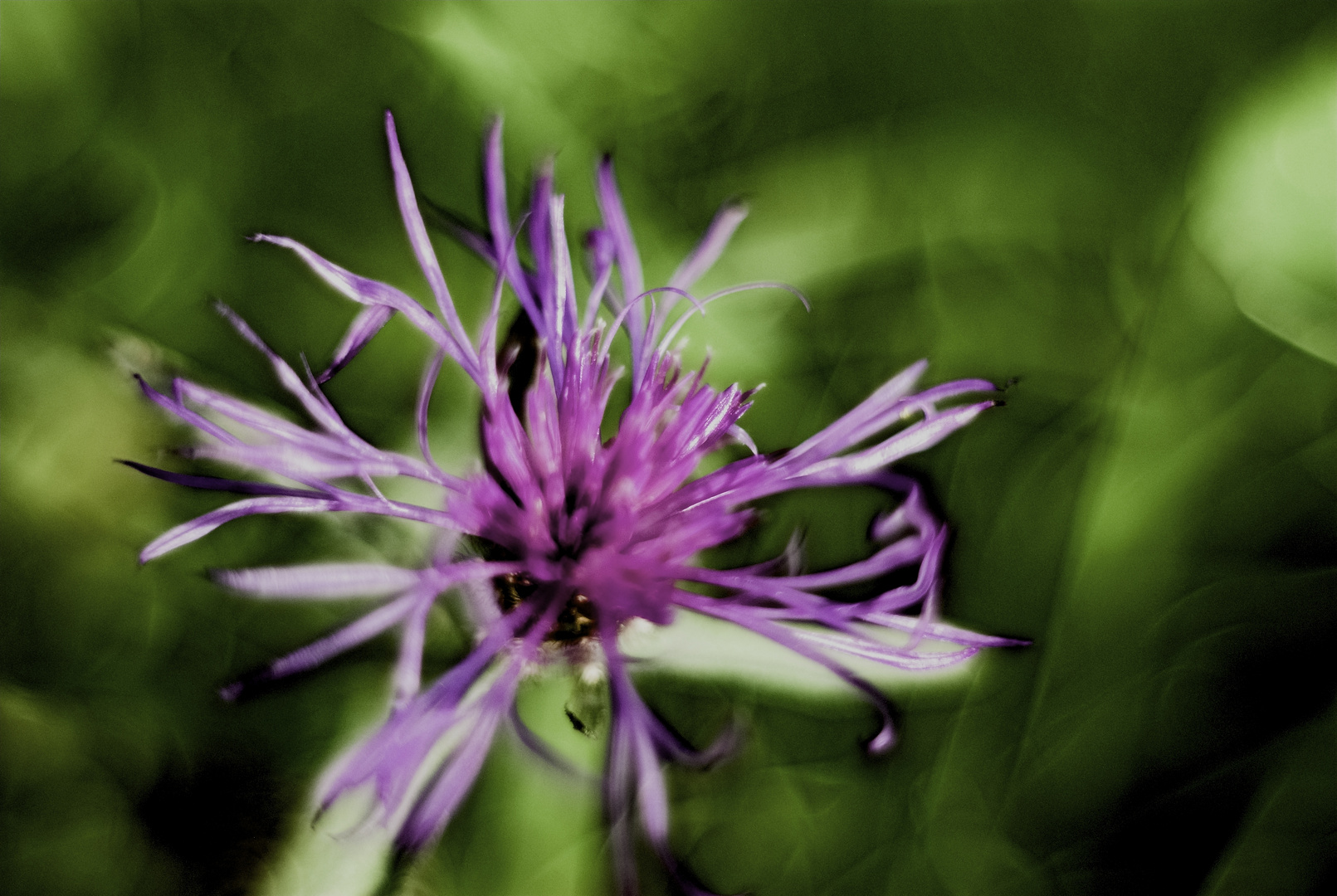 Wiesenblume im Herbst