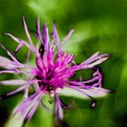 Wiesenblume im Herbst