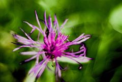 Wiesenblume im Herbst