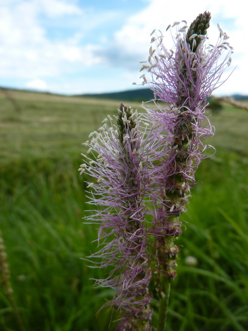 Wiesenblume in der Dämmerung