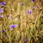 Wiesenblume Kornblume (Centaurea cyanus)