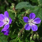 WIESENBLUME( MIR UNBEKANNT)1