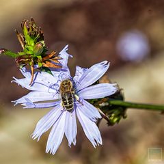 Wiesenblume mit Besucher