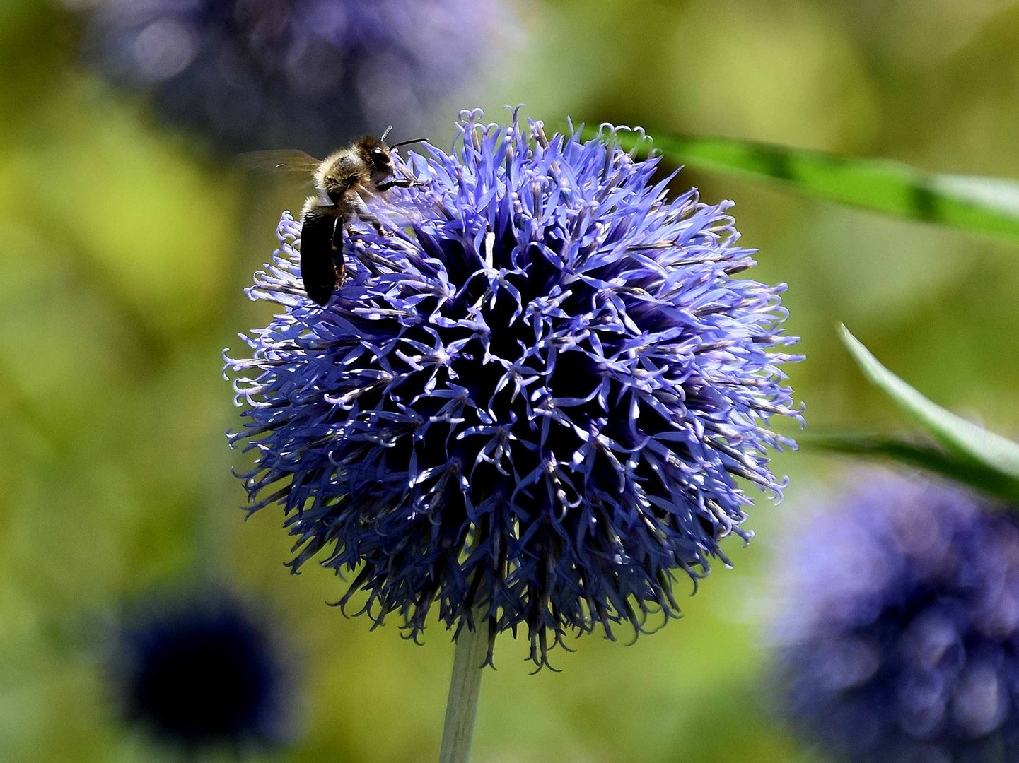 Wiesenblume mit Biene