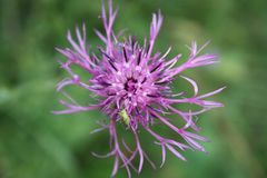 Wiesenblume mit Grashüpfer