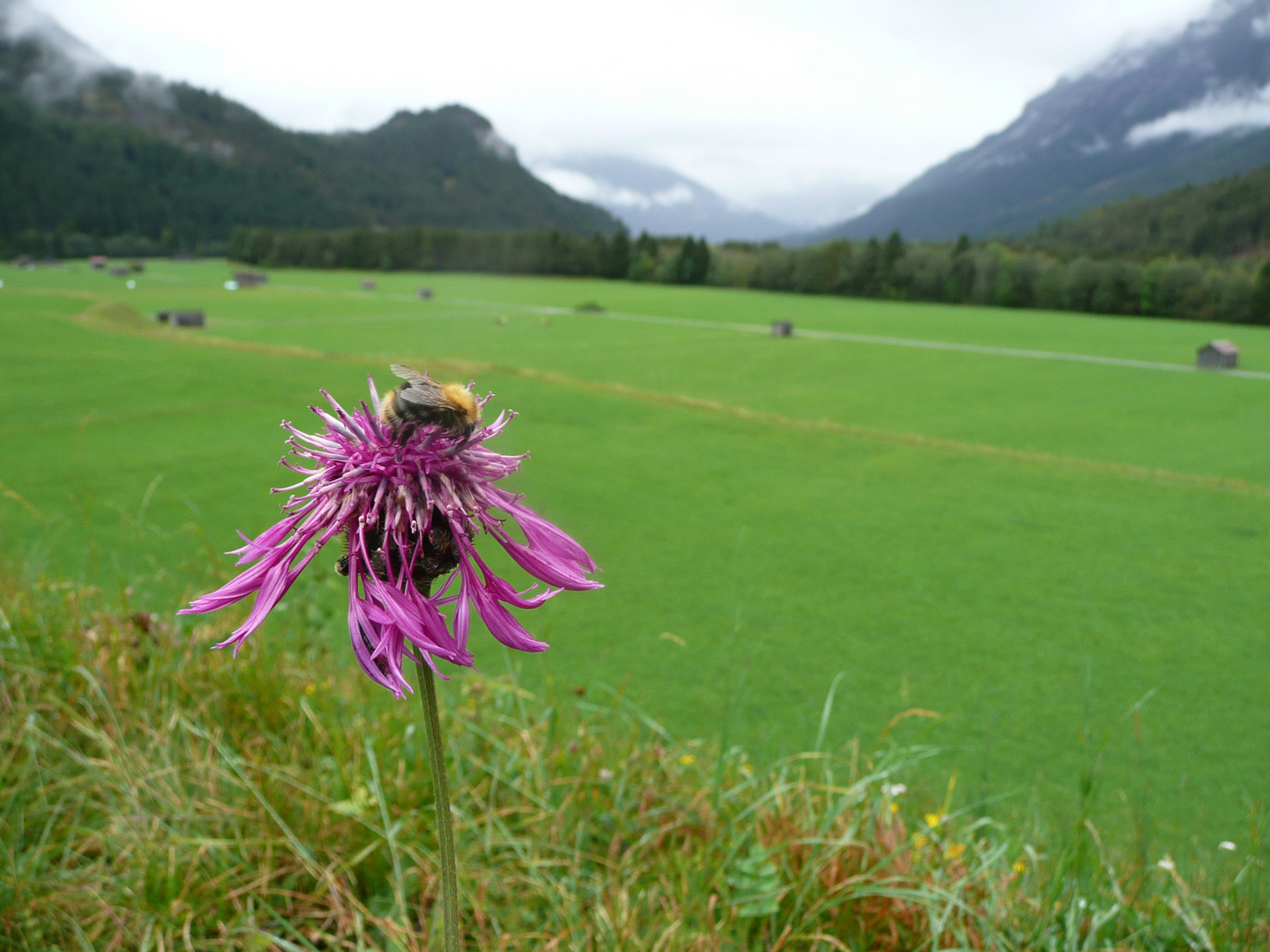 Wiesenblume mit Hummel