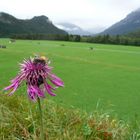 Wiesenblume mit Hummel