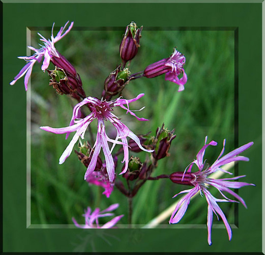 Wiesenblume (Reloaded)