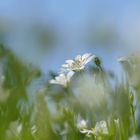 Wiesenblume, Sternmiere