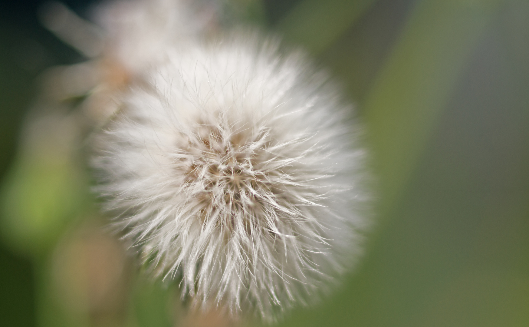 Wiesenblume V