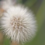 Wiesenblume V