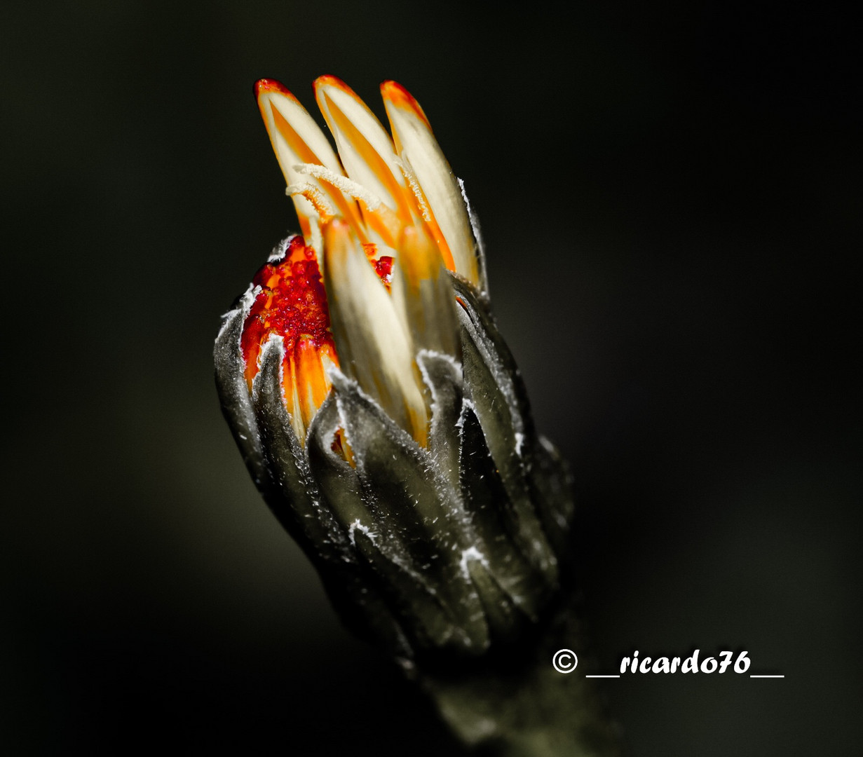 Wiesenblume vor dem Durchbruch 