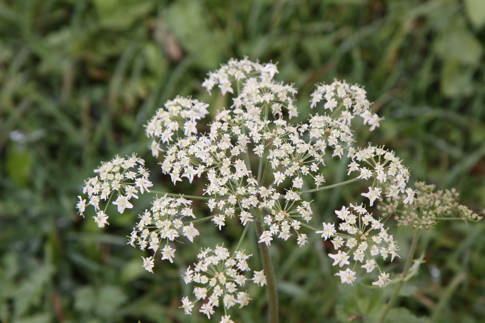 Wiesenblume weiss