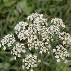 Wiesenblume weiss