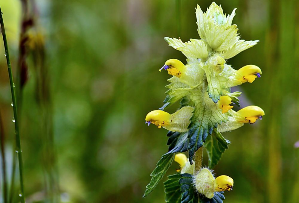 ~~~ Wiesenblume - wer kennt sie? ~~~