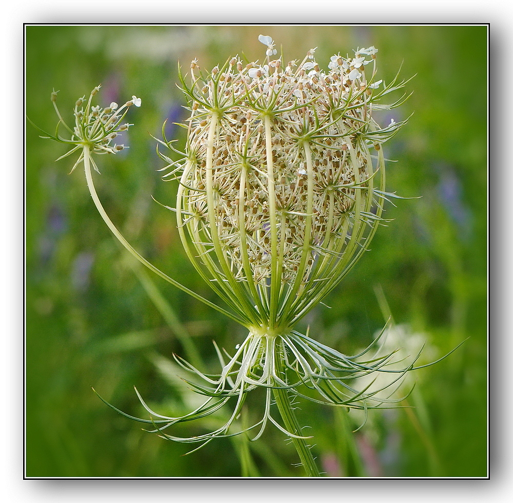 Wiesenblume wilde Möhre