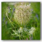 Wiesenblume wilde Möhre