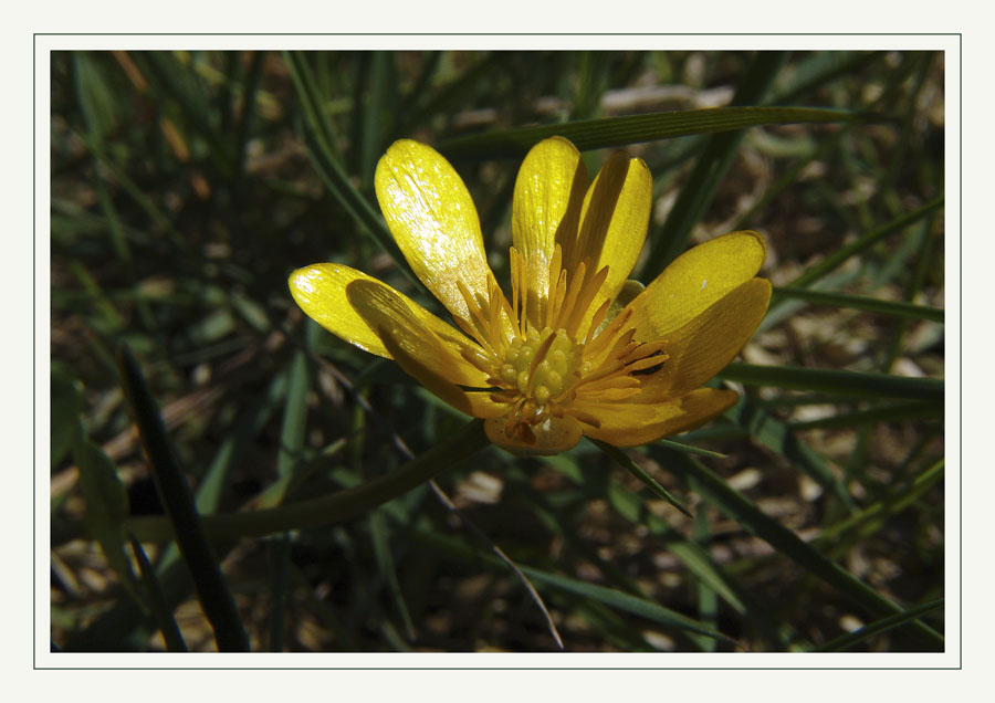 Wiesenblumen 002