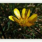 Wiesenblumen 002