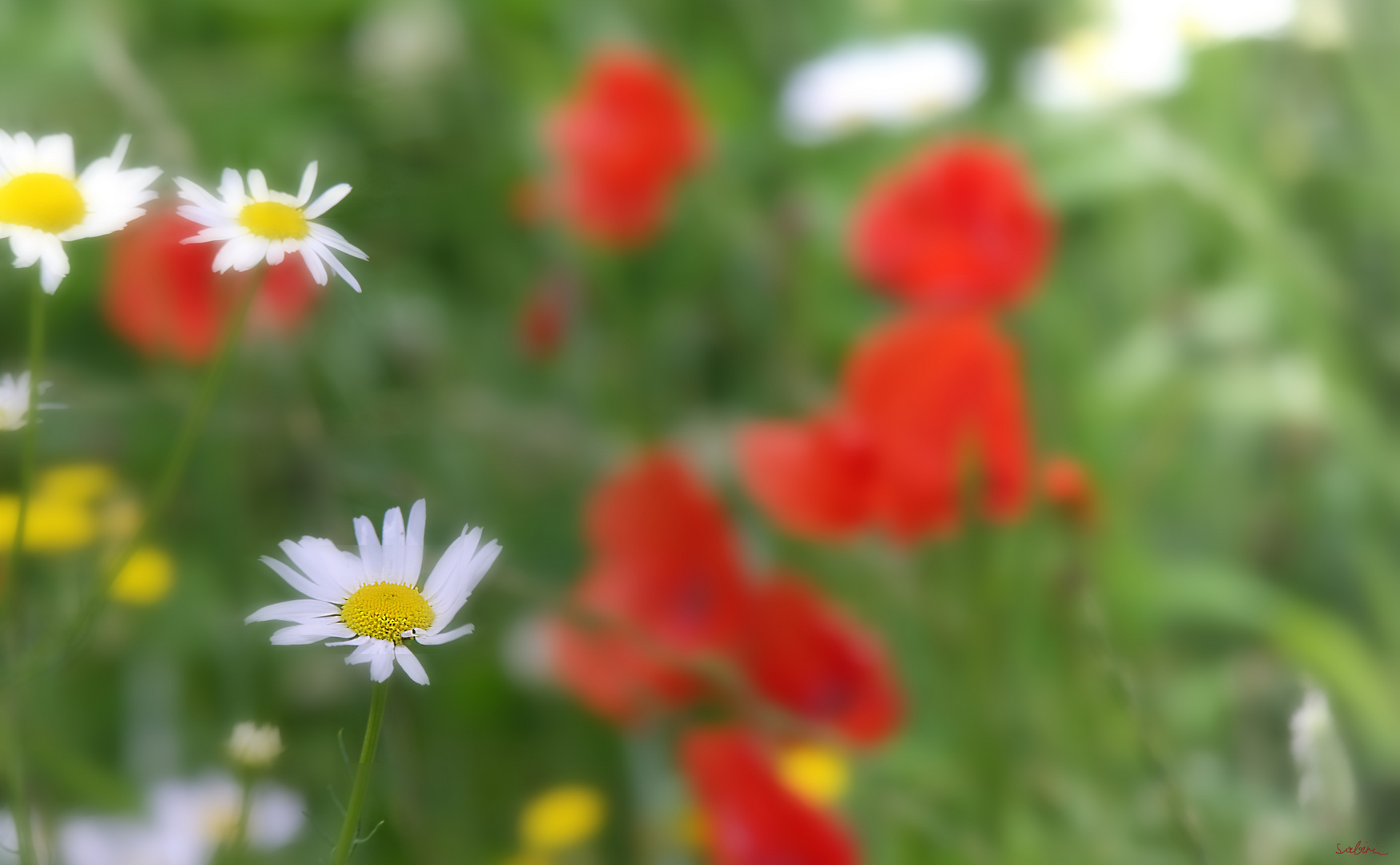 Wiesenblumen